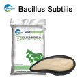 Venta caliente Bacillus Subtilis para la alimentación de los animales